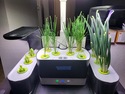 Rolling Scallion and Chive Gardens in AeroGarden Sprouts and a Harvest