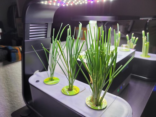 Update #6: Feb 2, 2024 13:26:31 GMT -5 lynnee said: Clovis Sangrail , your transplanted chives look great!About the roots i…