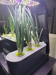 Update #7: Scallions and Chives Update --I decided I needed a bit more chives and scallions at Chez Clovis, so I re-arrange…
