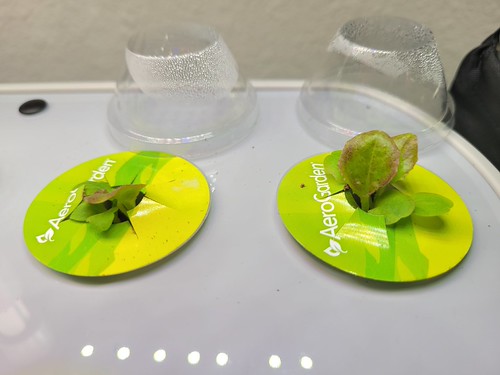Update #2: It has been one week since I started some AG Mystery Greens and some Merlot leaf lettuce, and I am happy to say …