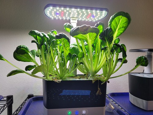 Update #8: New lettuce plantings -- Rouge d'Hiver and Parris Island planted 6/6/24 --More Rouge d'Hiver and Parris Island p…