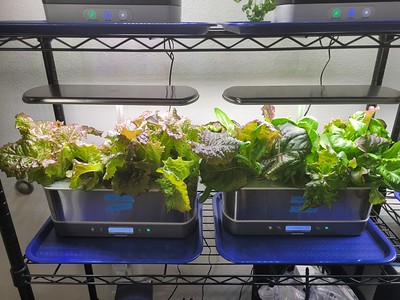 Update #4: Lettuce update from Chez Clovis --I harvested Parris Island and Friends. It turns out there was some Deer Tongue…