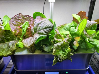 Update #3: Lettuce update from River City --The Merlot leaf and AG Mystery Greens, planted January 29, are coming along nic…