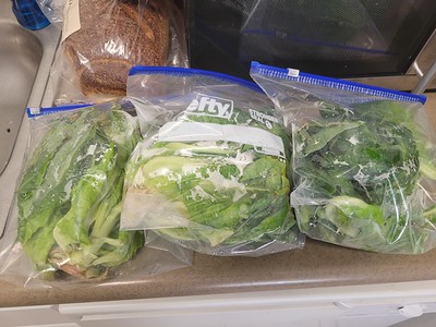 Update #4: Lettuce update from Chez Clovis --I harvested Parris Island and Friends. It turns out there was some Deer Tongue…