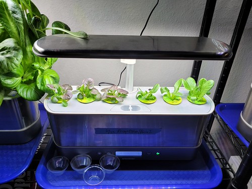 Update #8: New lettuce plantings -- Rouge d'Hiver and Parris Island planted 6/6/24 --More Rouge d'Hiver and Parris Island p…