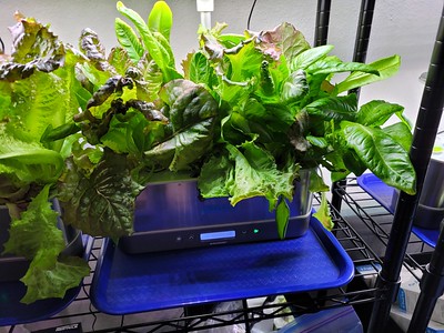 Update #5: Lettuce update --Time to start harvesting the Merlot and the AG Mystery Greens --Meanwhile, the AG Parris Island…