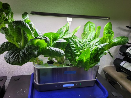 Staggered Lettuce Harvests Across Multiple AeroGarden Slims