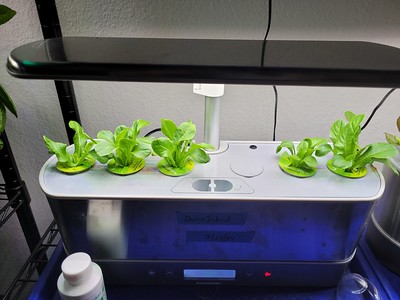 Update #7: Lettuce update from Chez Clovis --As you can tell from the picture below, I have been harvesting regularly from …