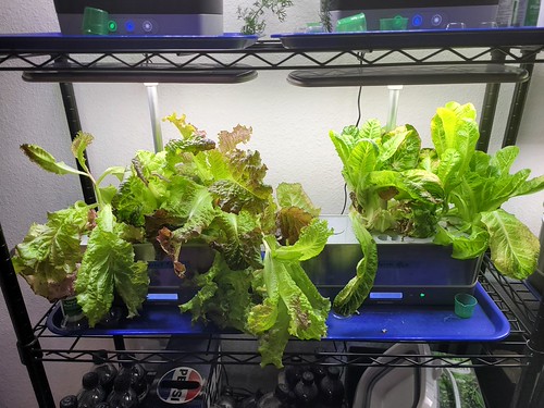 Merlot, Cos and Butterhead Lettuce Harvests