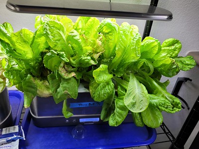 Update #1: The lettuce fields are in full production now, with some new varieties.And I think I have dug through my boxes a…