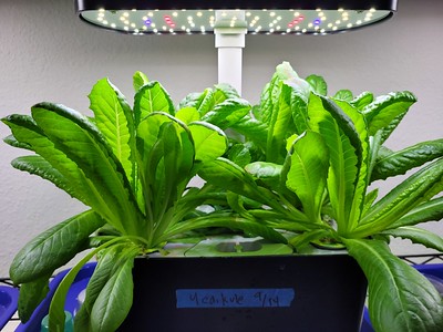 Update #1: The lettuce fields are in full production now, with some new varieties.And I think I have dug through my boxes a…