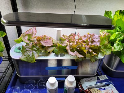 Update #1: The lettuce fields are in full production now, with some new varieties.And I think I have dug through my boxes a…