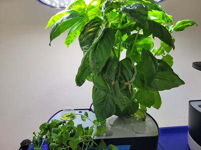 Update #3: The Seasonings, part Deux --I terminated all the basil and mint and cilantro back in May and restarted the Genov…