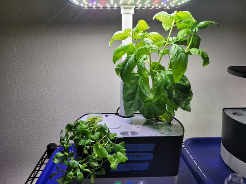 Update #3: The Seasonings, part Deux --I terminated all the basil and mint and cilantro back in May and restarted the Genov…