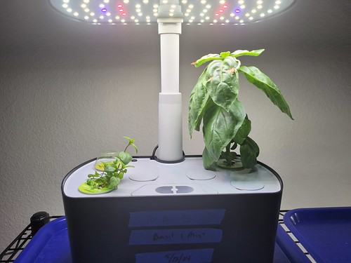Long-Running Basil, Cilantro and Mint Herb Gardens