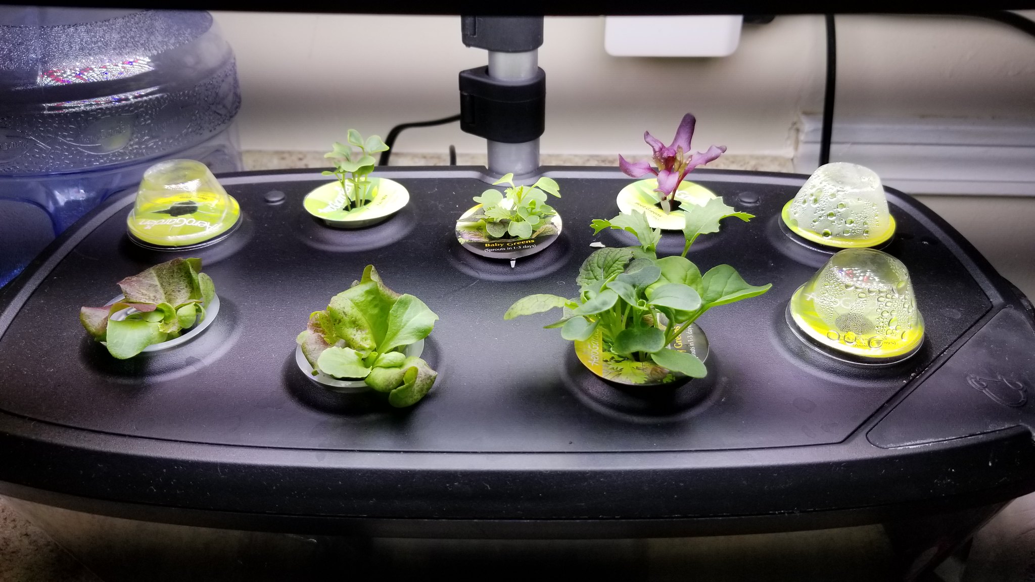 Nine-Pod Bounty Greens Garden Ended for Summer Travel