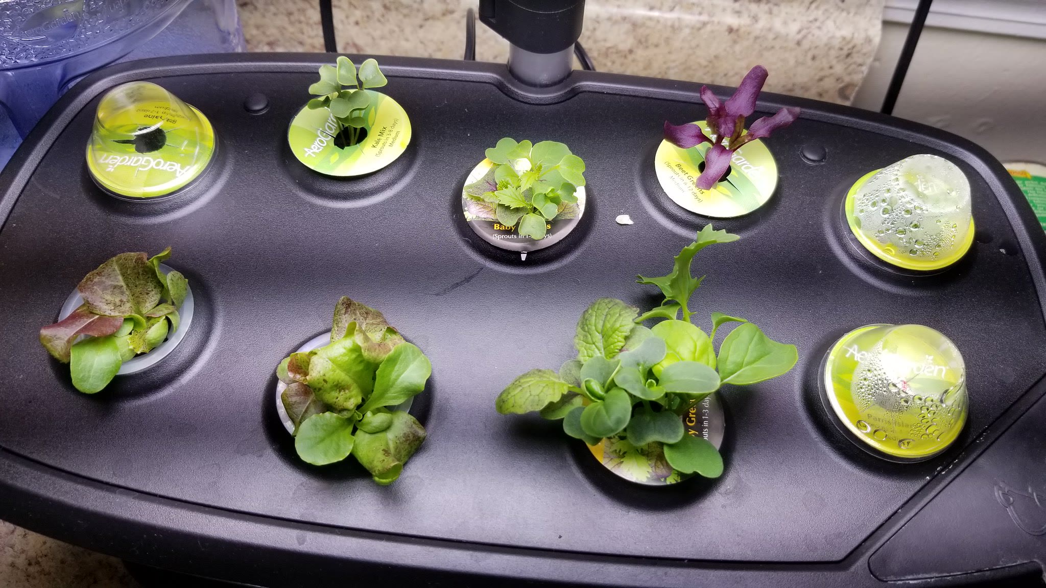 Update #3: Day 10:Mostly everything has sprouted, is above the label, and dome removed:20190528_103525 by Aaron Blasyak, on…