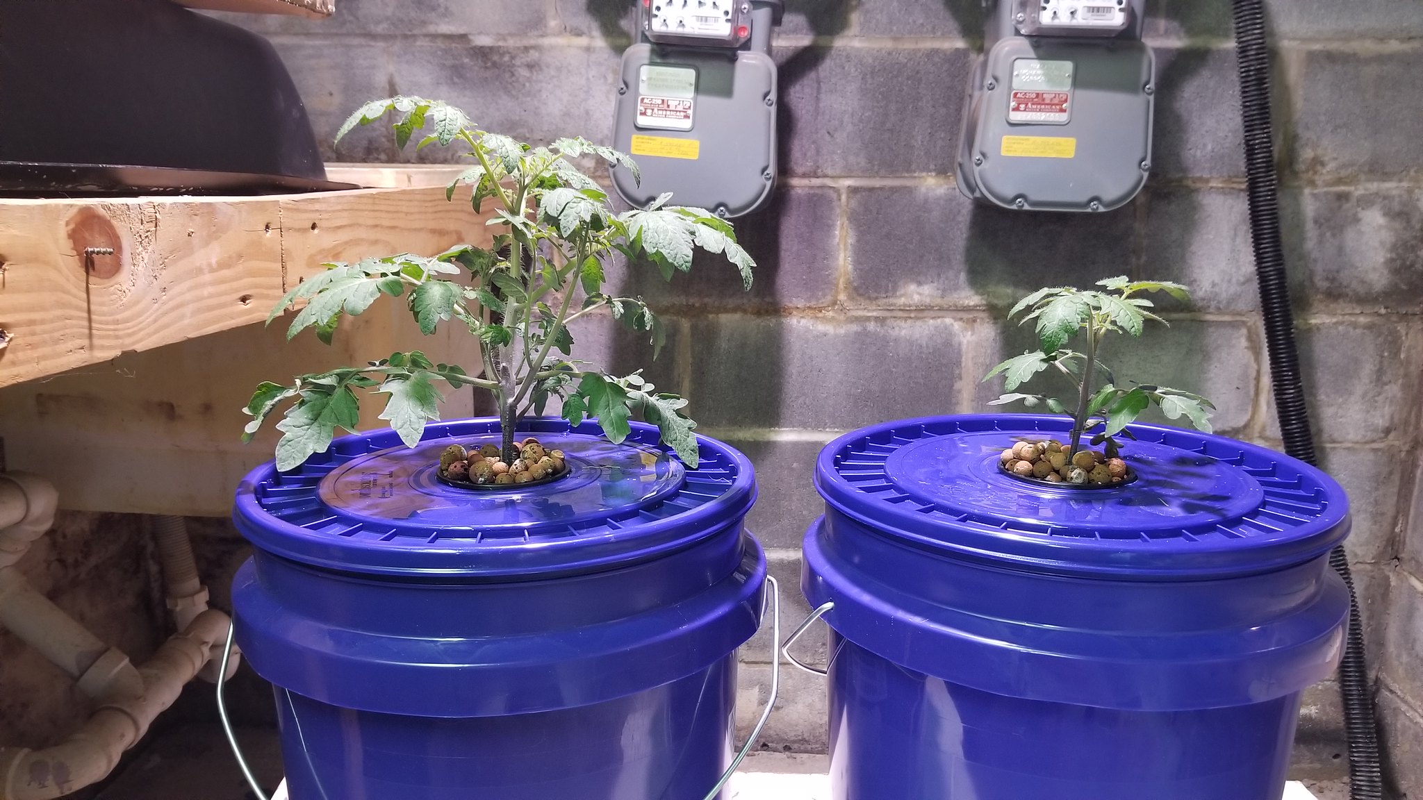Update #5: Day 42~So this motley crew of plants in this Ultra are...1 patio choice yellow hybrids [the other 2 having been …
