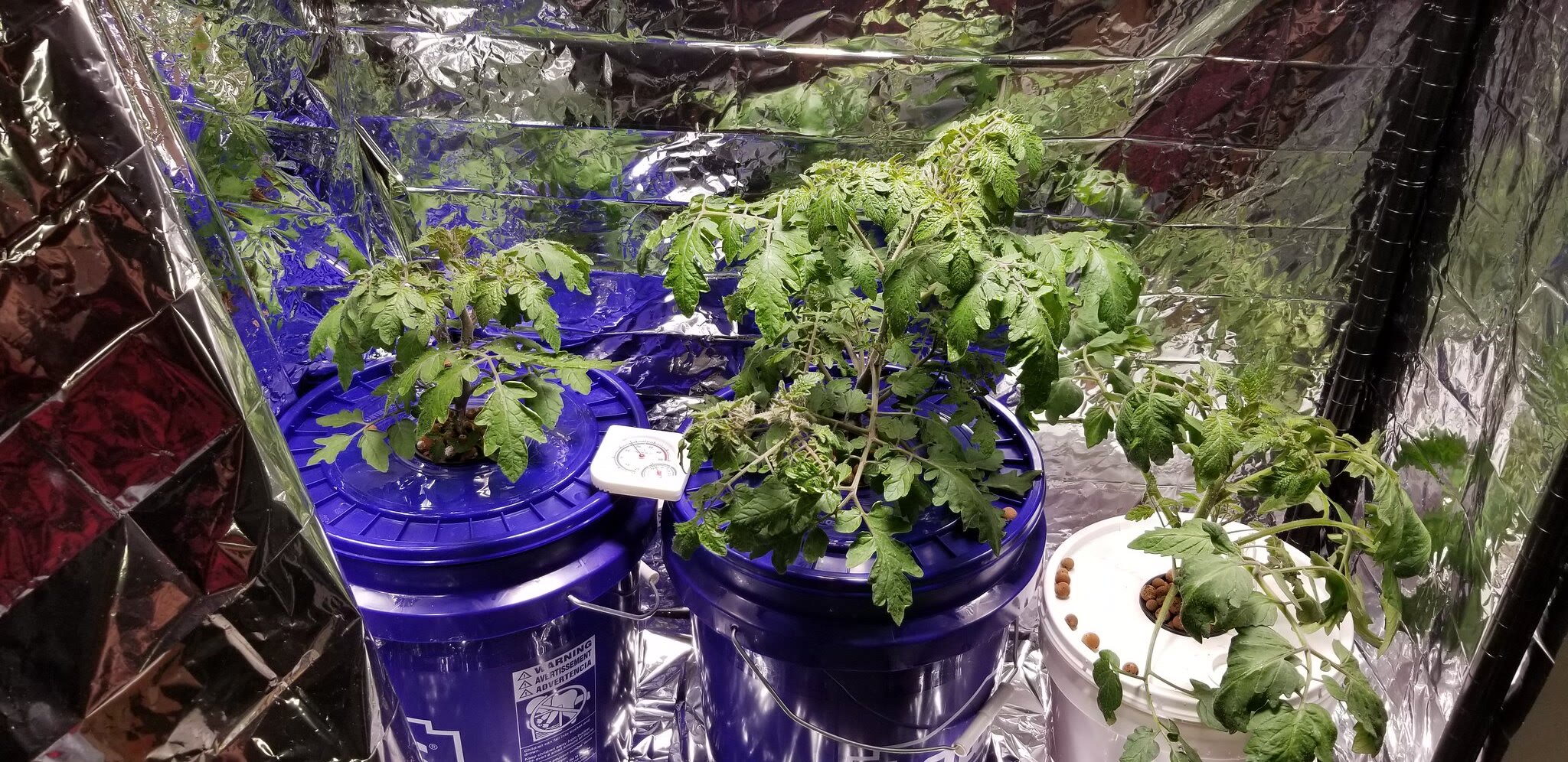 Update #7: Day 55 (ish):We have flowers starting to form on 2 of the 3 of these patio choice (the ones in Kratky buckets; t…