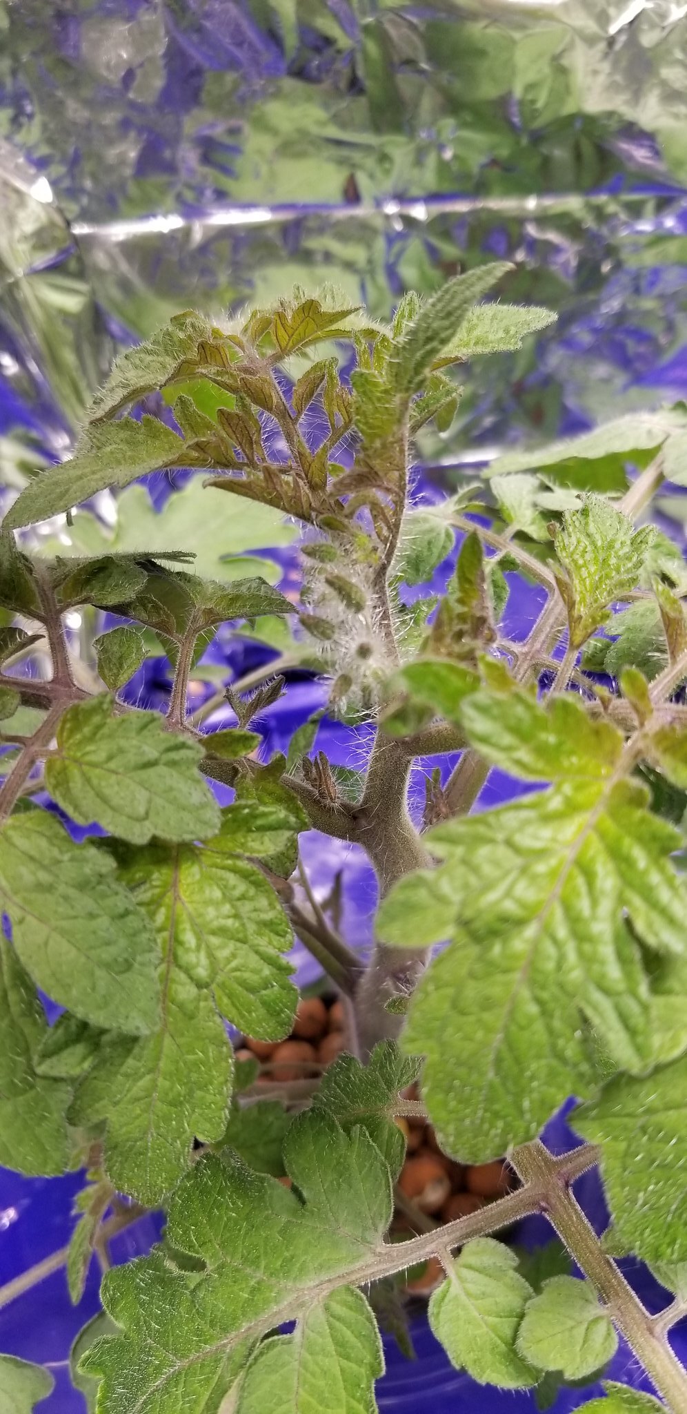 Update #7: Day 55 (ish):We have flowers starting to form on 2 of the 3 of these patio choice (the ones in Kratky buckets; t…