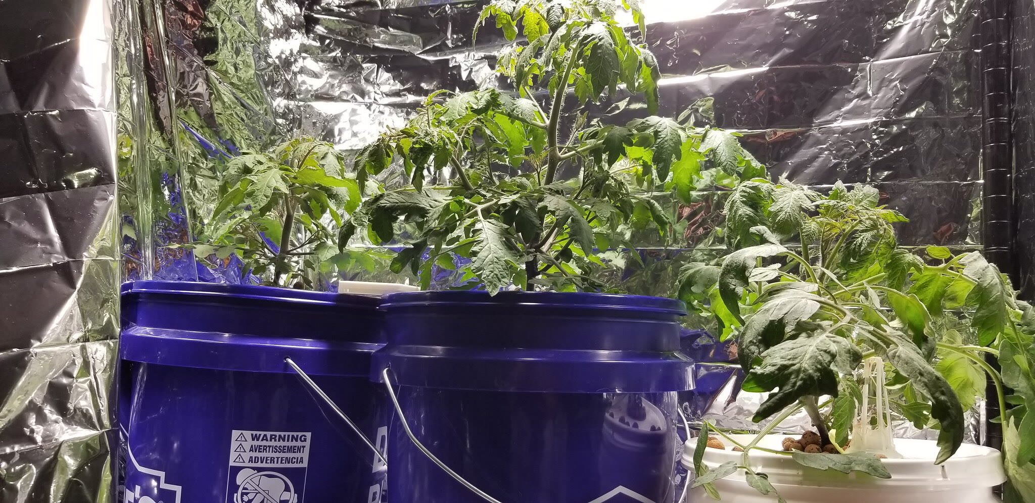 Update #7: Day 55 (ish):We have flowers starting to form on 2 of the 3 of these patio choice (the ones in Kratky buckets; t…
