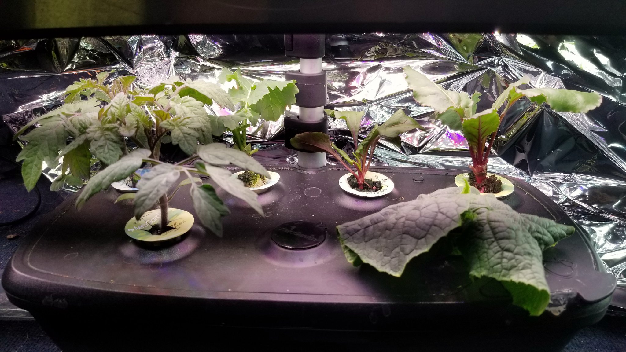 Patio Choice Yellow Tomatoes Started in an Ultra and Moved to Kratky