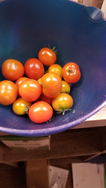 Update #7: Day 61:I have continued to be able to harvest 3 - 6 tomatoes a day for the last several days. I think so far I h…