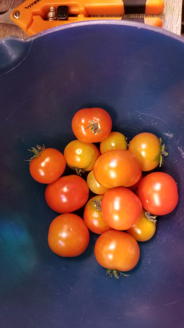 Heirloom Tomato and Three-Pepper AeroGarden with Later Outdoor Transplants