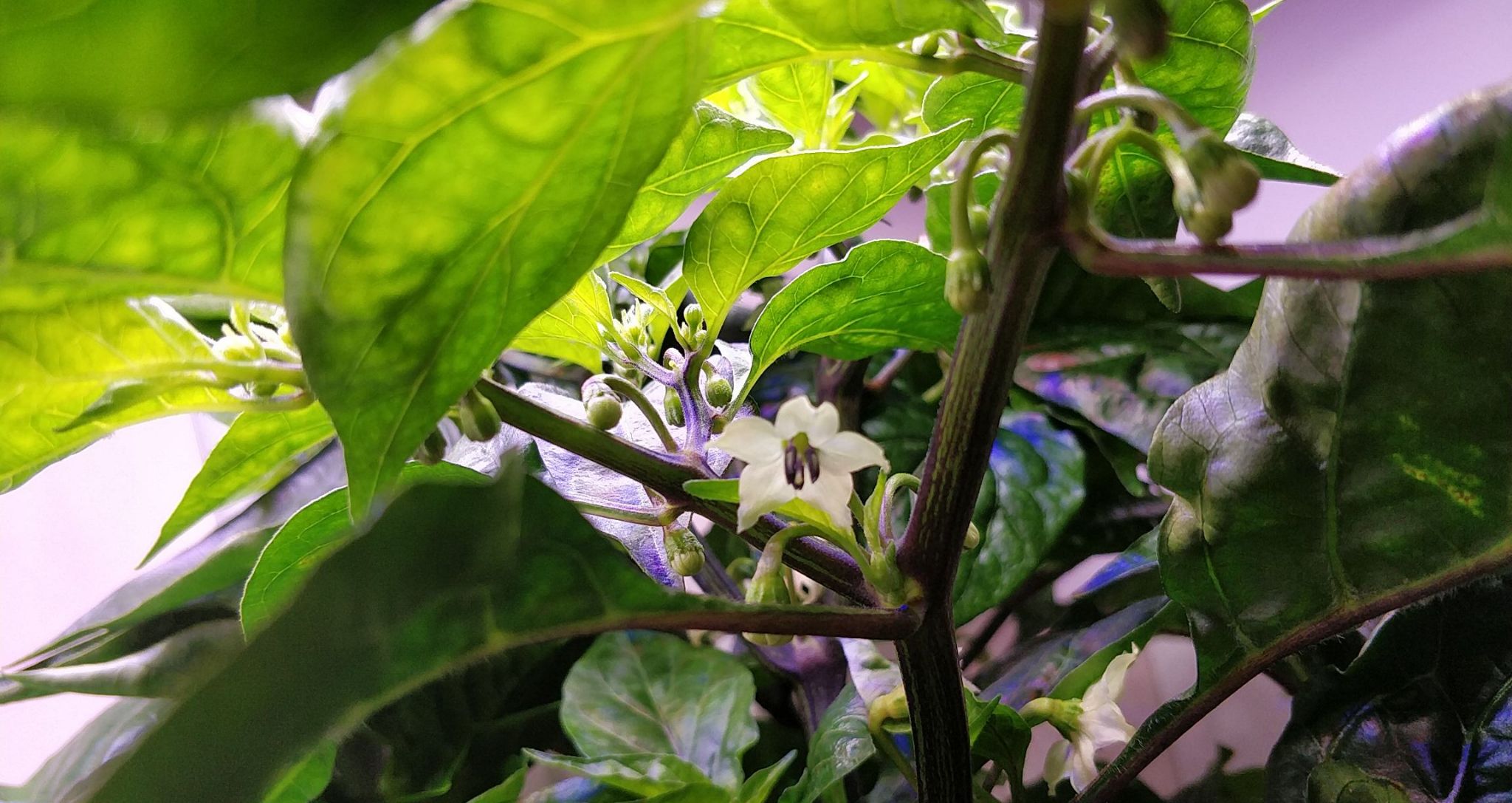 Update #12: Garden progress