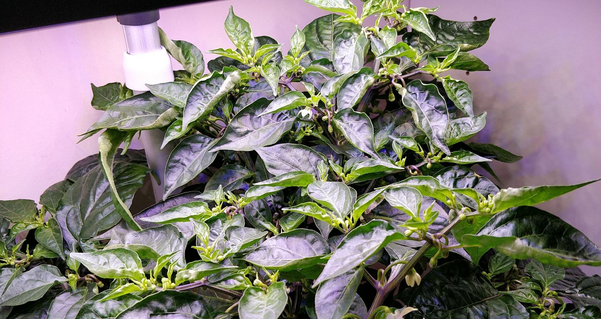 Update #13: Still no signs of peppers, but plenty of flowers.