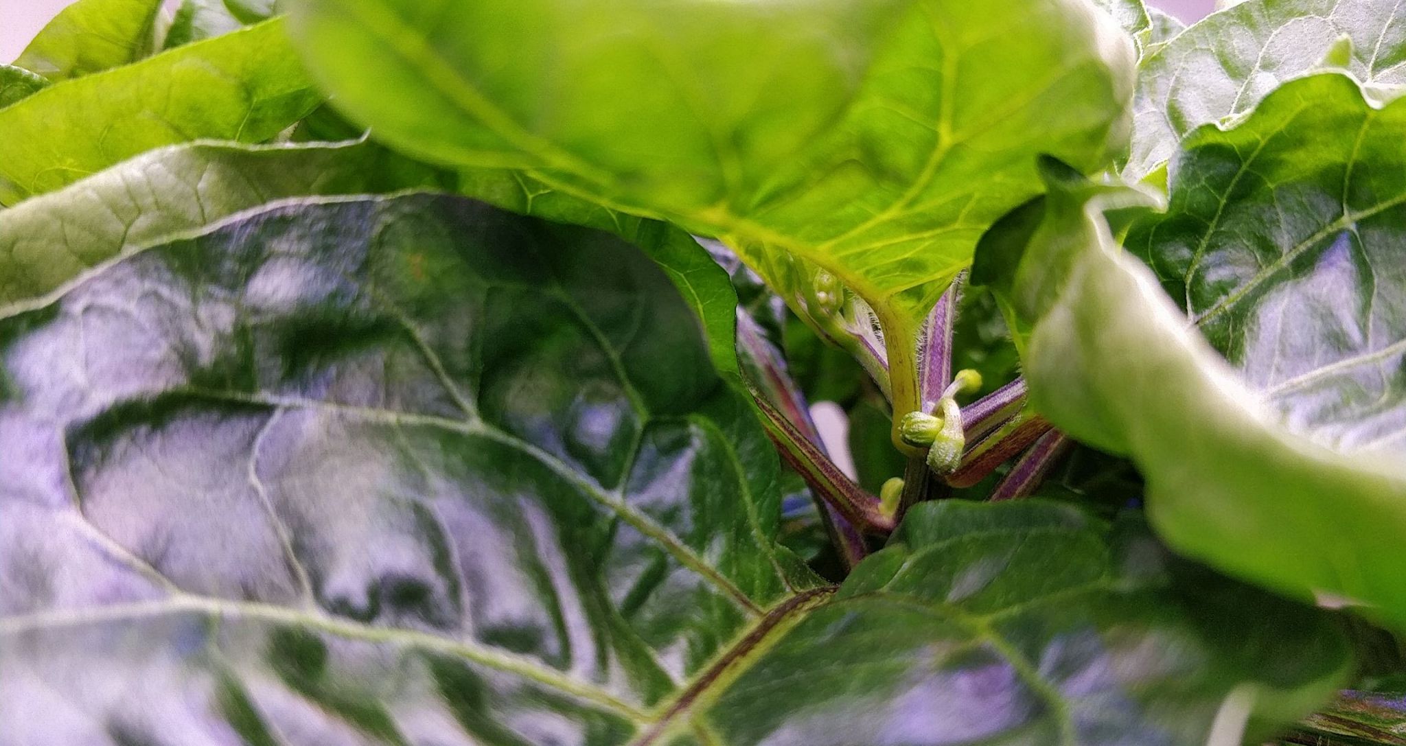 Update #9: I will remove some more leaves soon. I see flowers coming in!