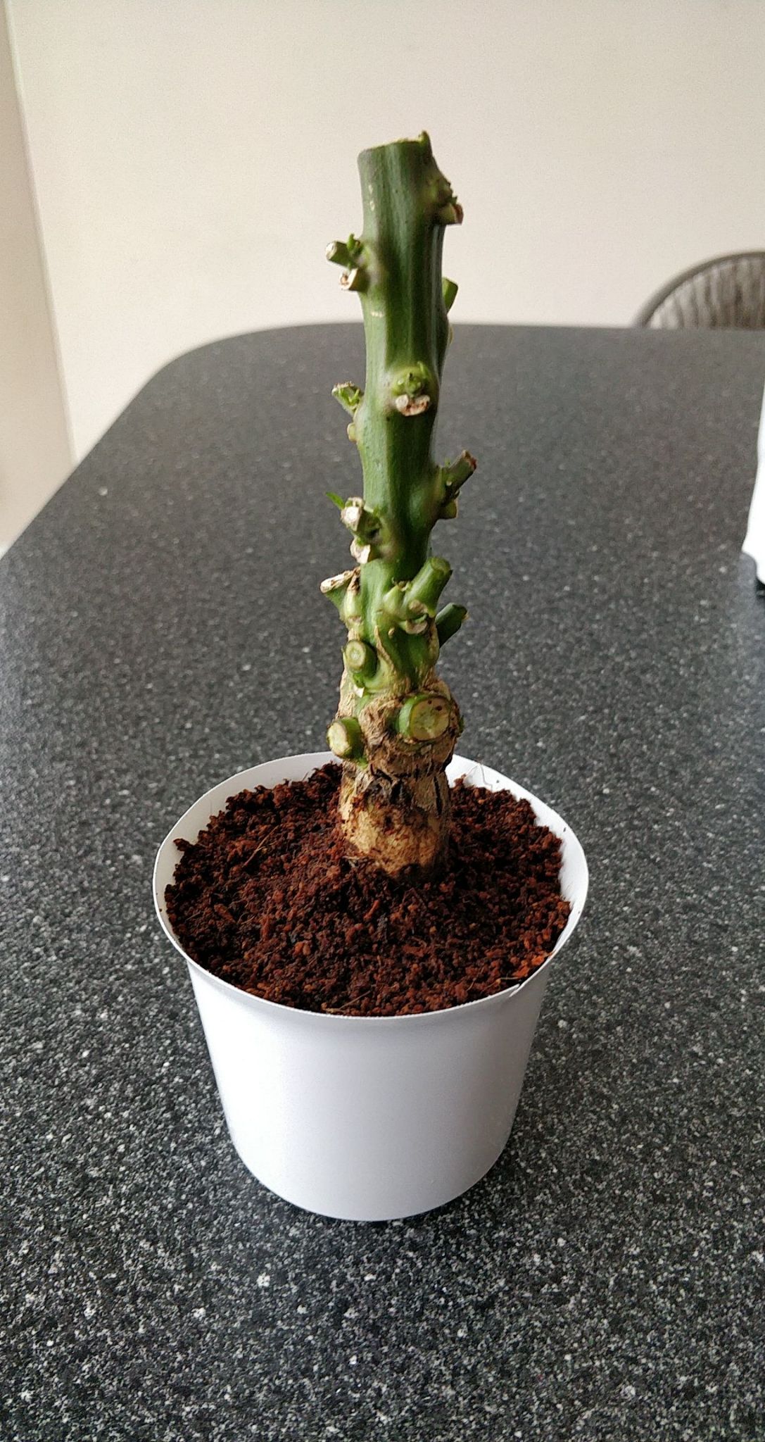 Update #19: I'm going to consider this a failure, although I don't believe it was my fault. I'm not sure what I could have p…