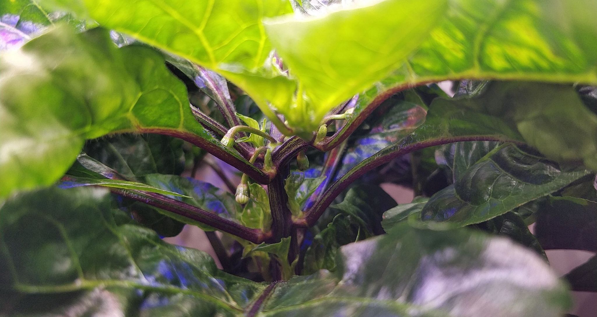Update #10: I was expecting this to get taller, it seems like I could even grow it in a Harvest.