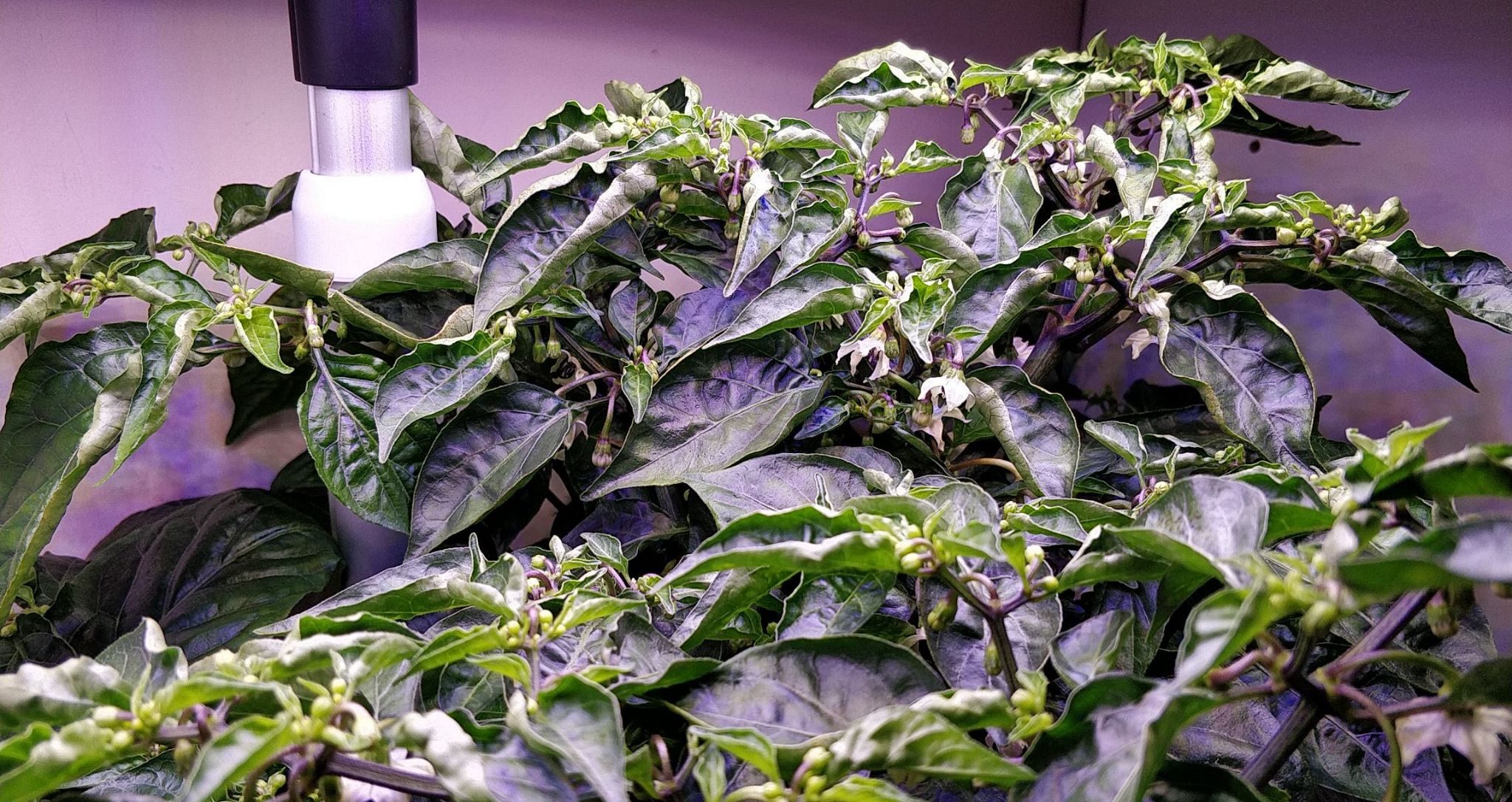Update #14: Still no sign of peppers, just a lot of (pollen-less?) flowers.