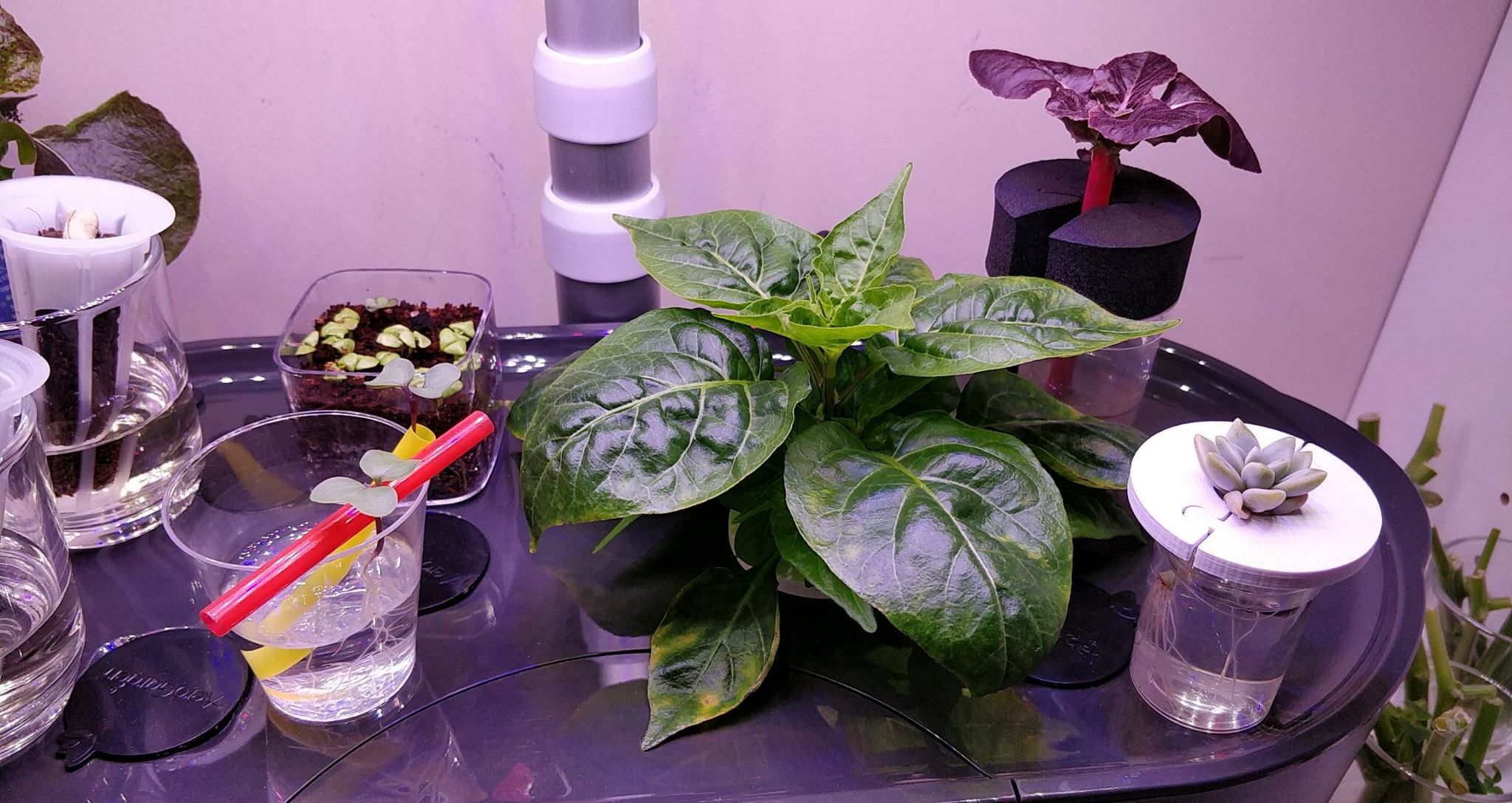 Habanada pepper failure to set fruit, followed by bonchi and outdoor transplant