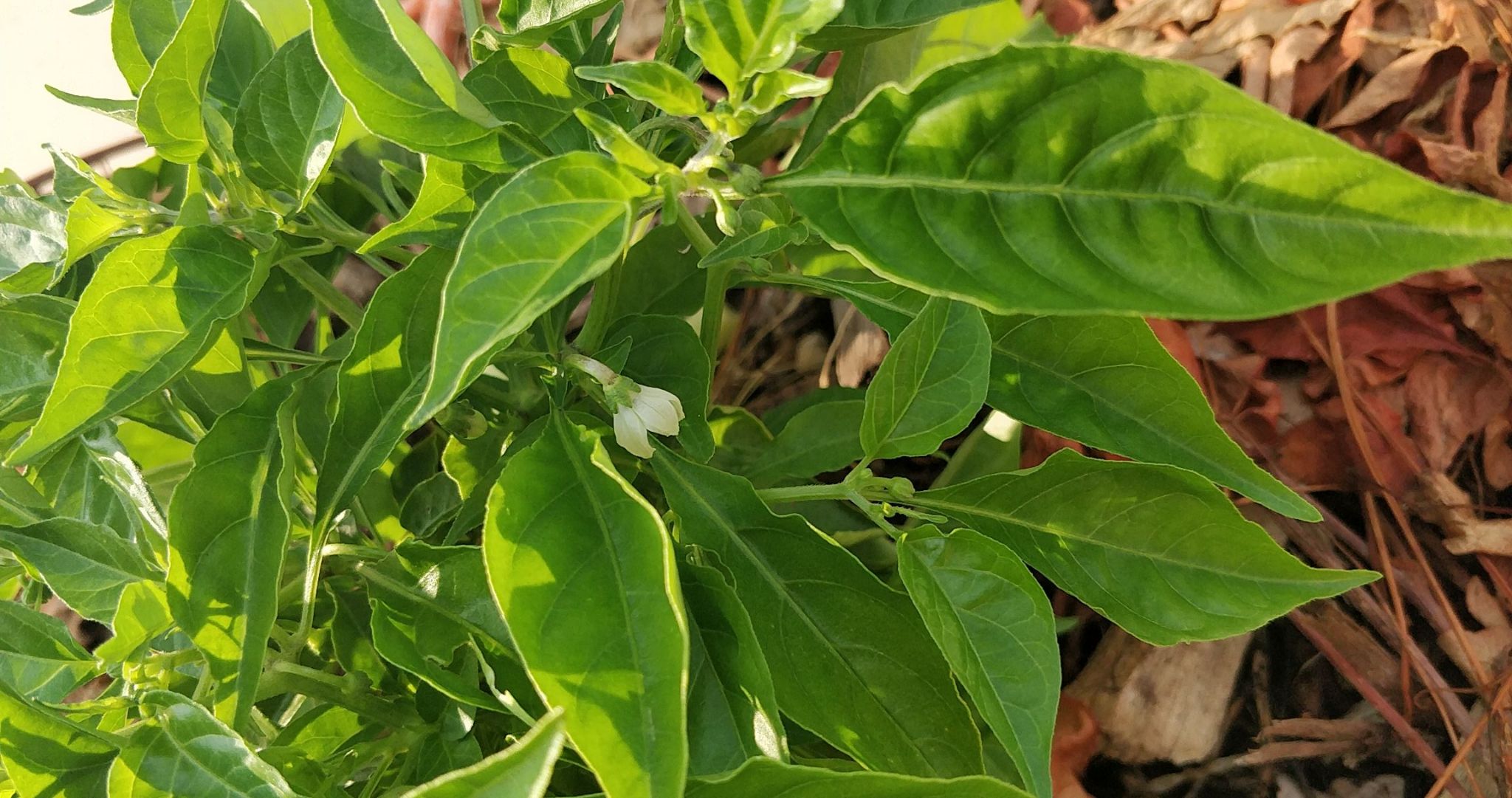 Update #24: I see a flower!