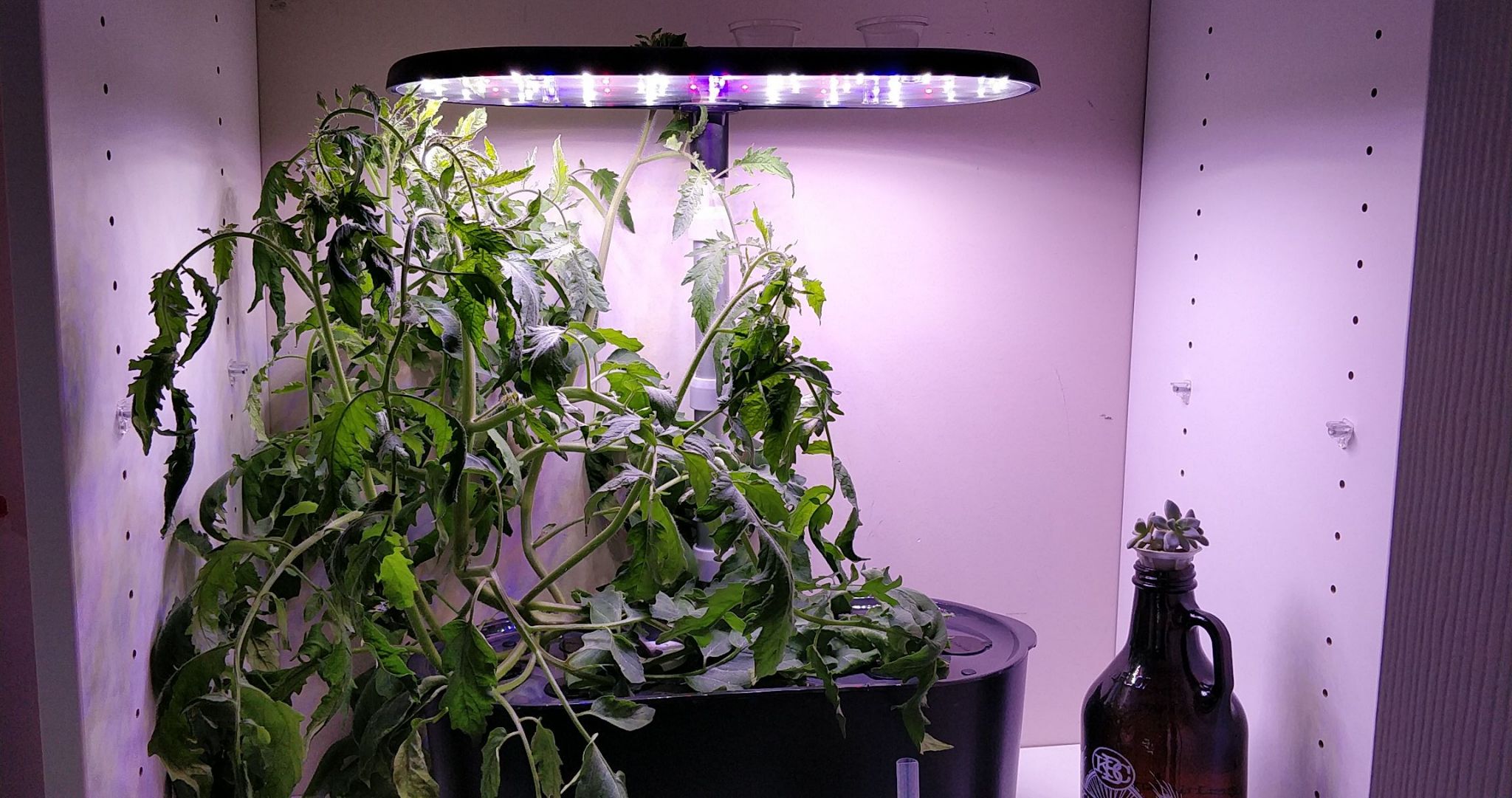 Salvaterra’s Select Tomato Overgrows an AeroGarden Bounty
