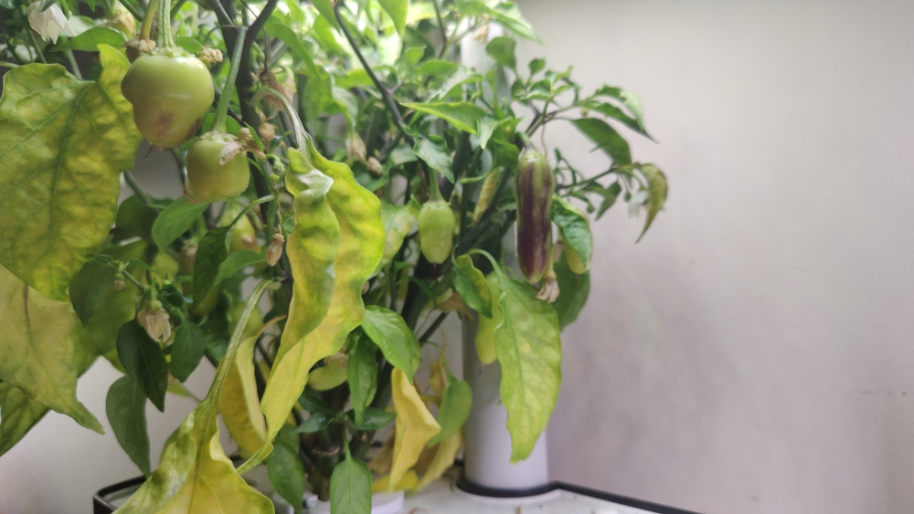 Bob’s Pickling Pepper in a Harvest Ends Without Ripe Fruit