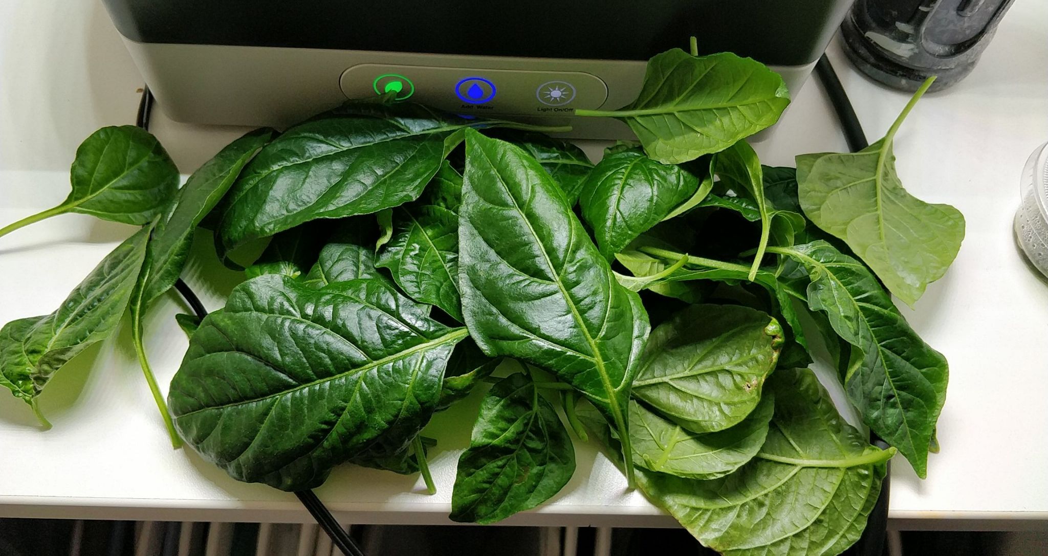 Update #12: I asked Khang Starr about the condensation build-up during a video premiere, and he recommended pruning back the…