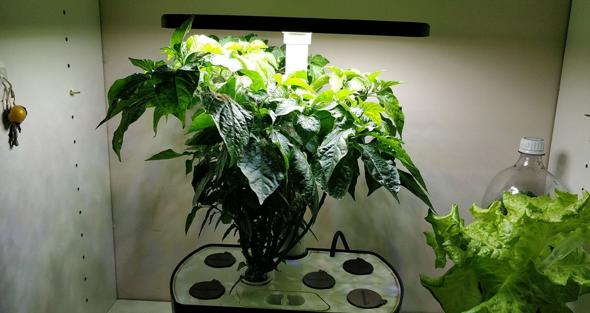 Update #21: I never thought I'd see the day that this plant got flowers! They were a bit hard to get pictures of, though.