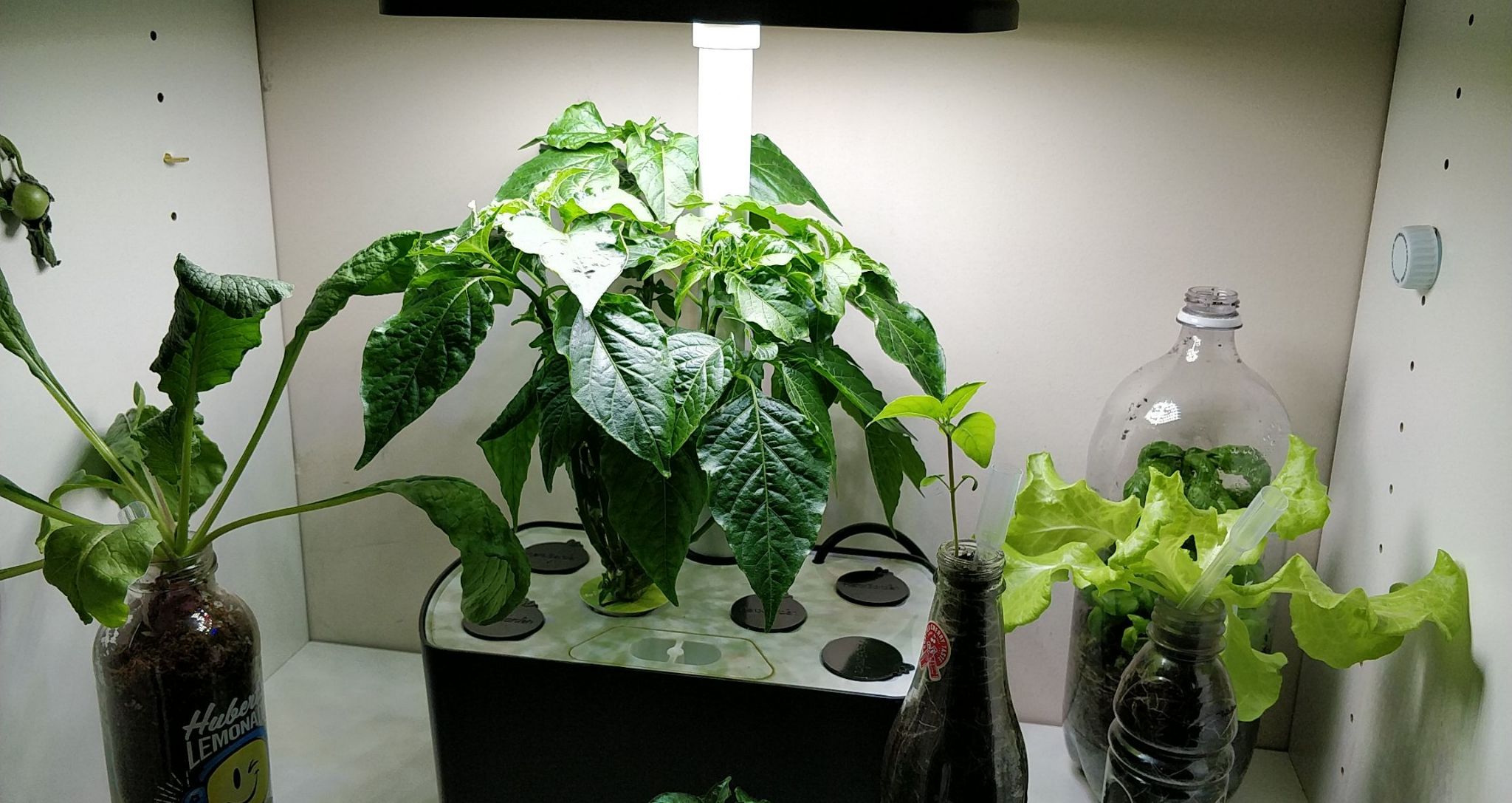 Jamaican Bird Pepper in a Modified AeroGarden Harvest