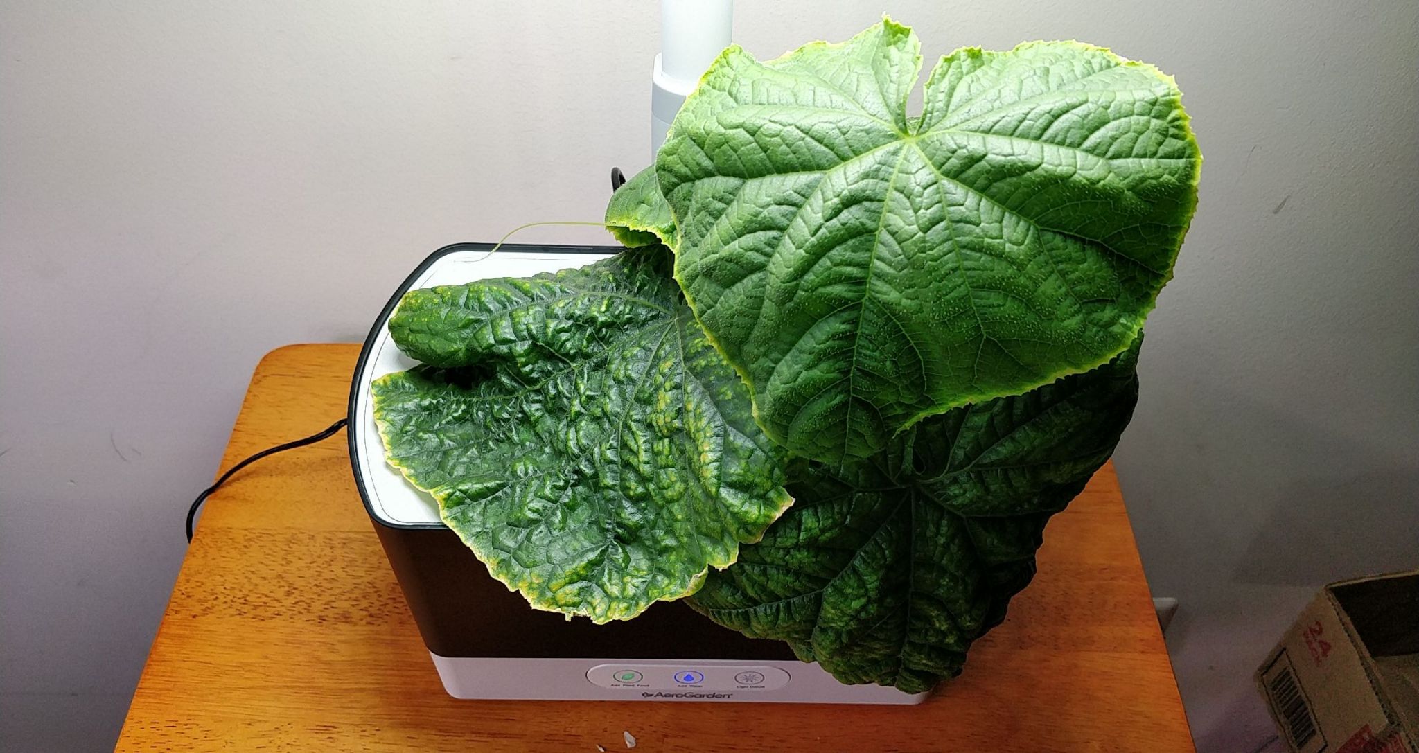 Spacemaster Cucumber in a Harvest Fails After Nutrient and Growth Problems