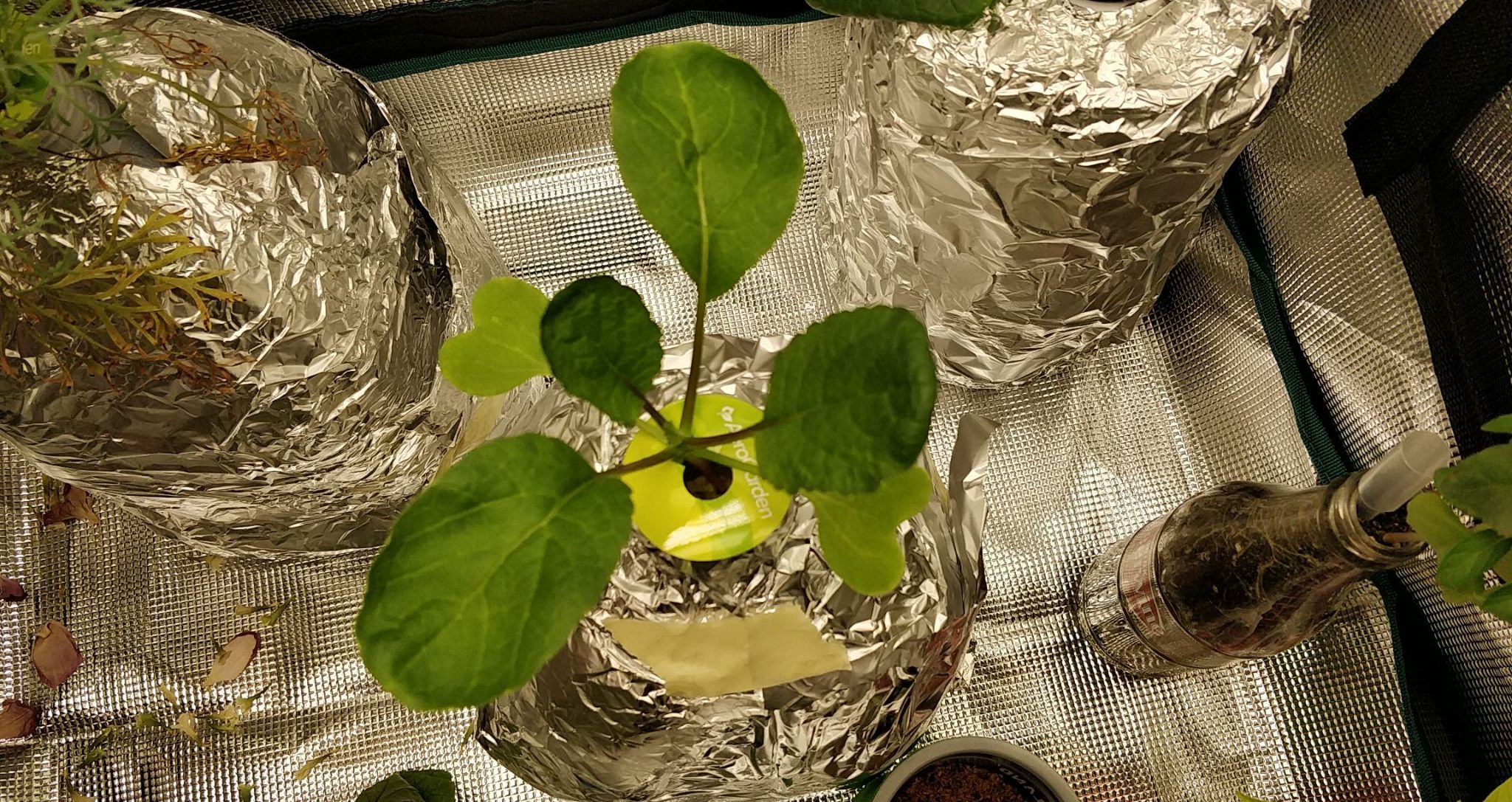 White Globe Hailstone Radish Fails in a One-Gallon Kratky Setup