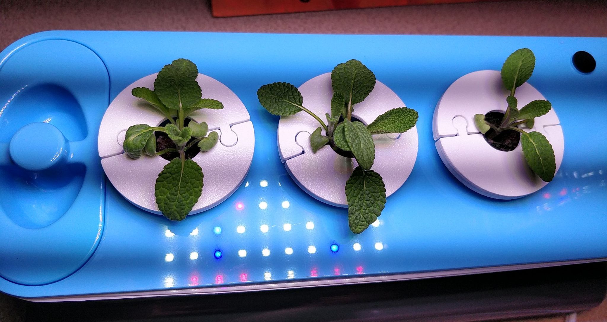 Broadleaf Sage in an AeroGarden Sprout Fails from Root Mould