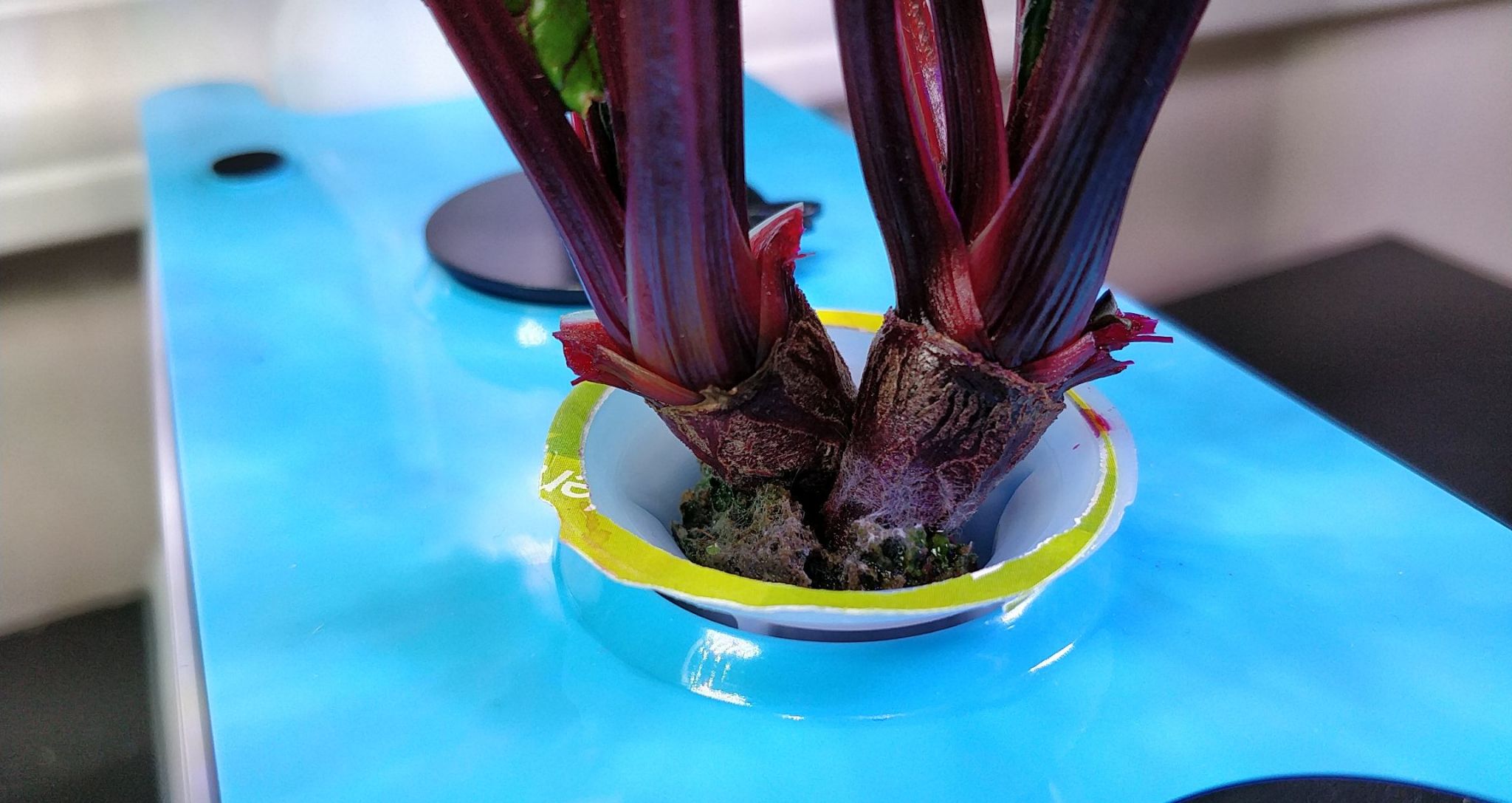 Two Early Wonder Beets in an AeroGarden Sprout Fail from Mould
