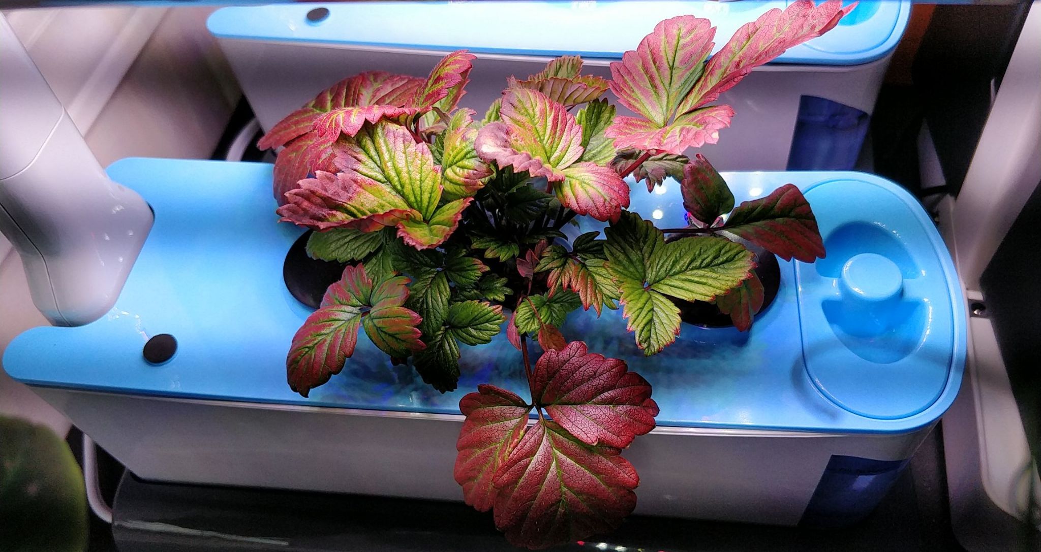 Red Wonder Wild Strawberry in a Sprout Fails with Root Decline