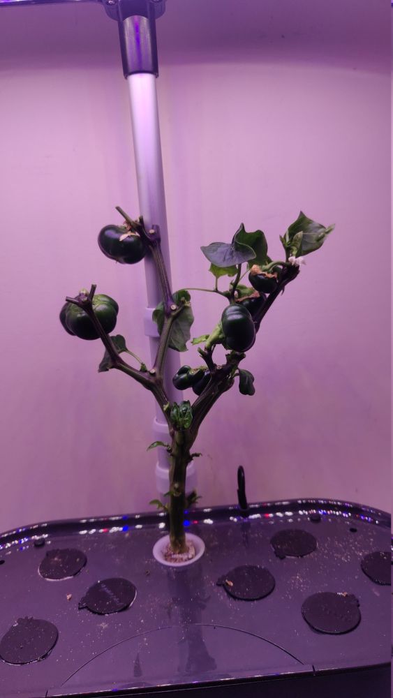 Ashe County Pimento Pepper Succeeds in a Bounty and Outdoors