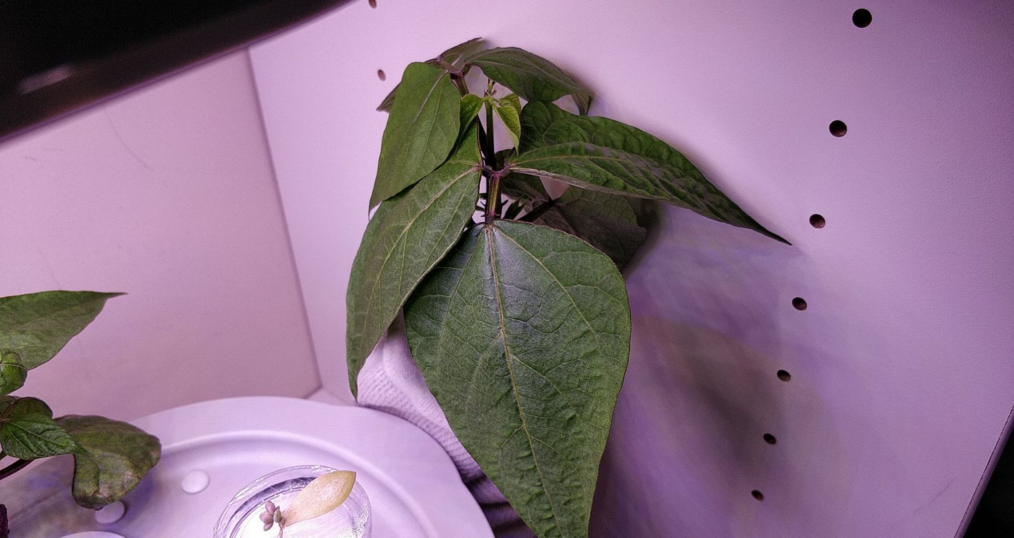 Update #3: I'm still not too happy with this one.For comparison, I have the exact same variety, started at the same time as…