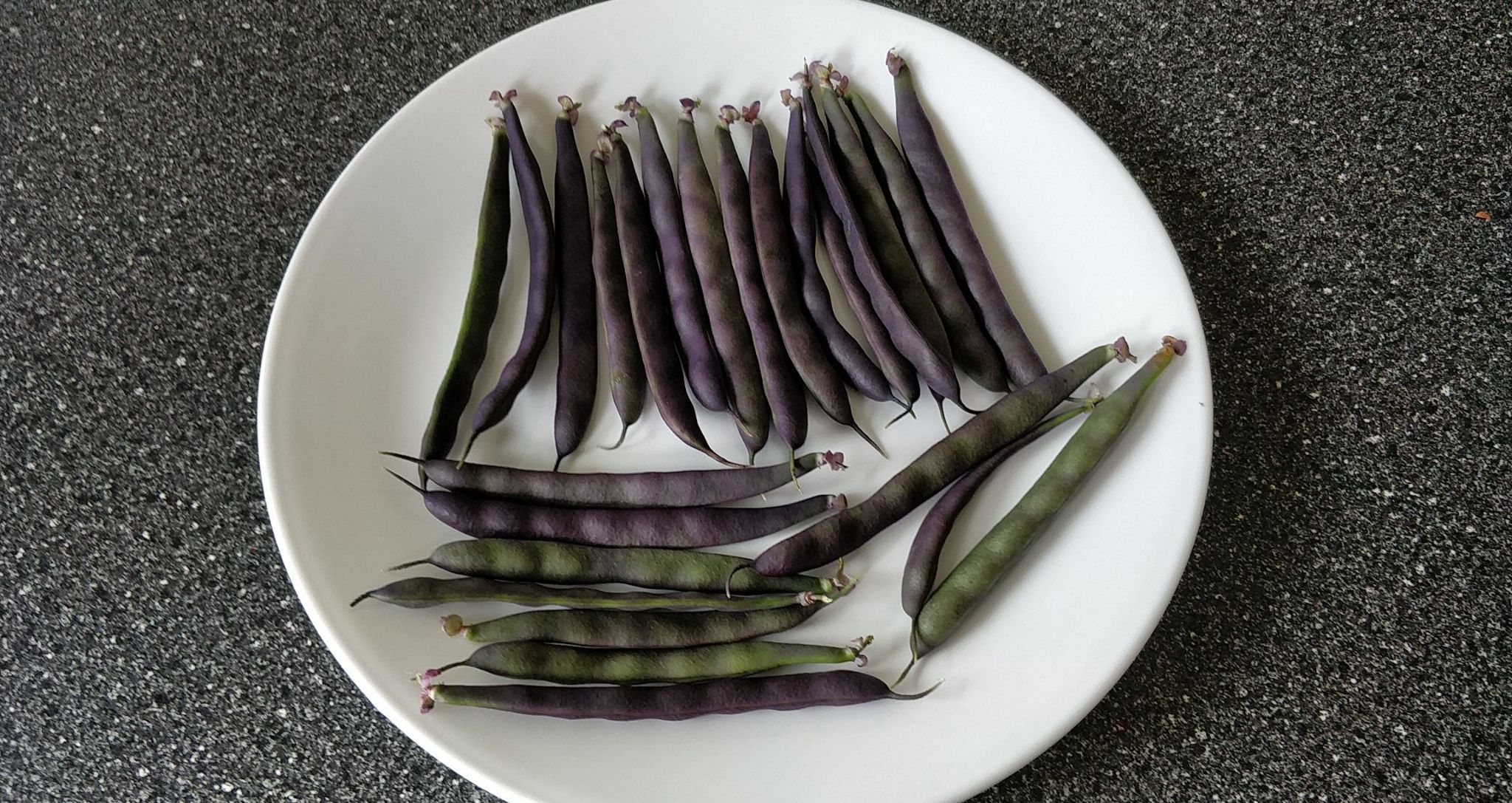 Purple Dove Bush Bean Harvested in an AeroGarden Bounty