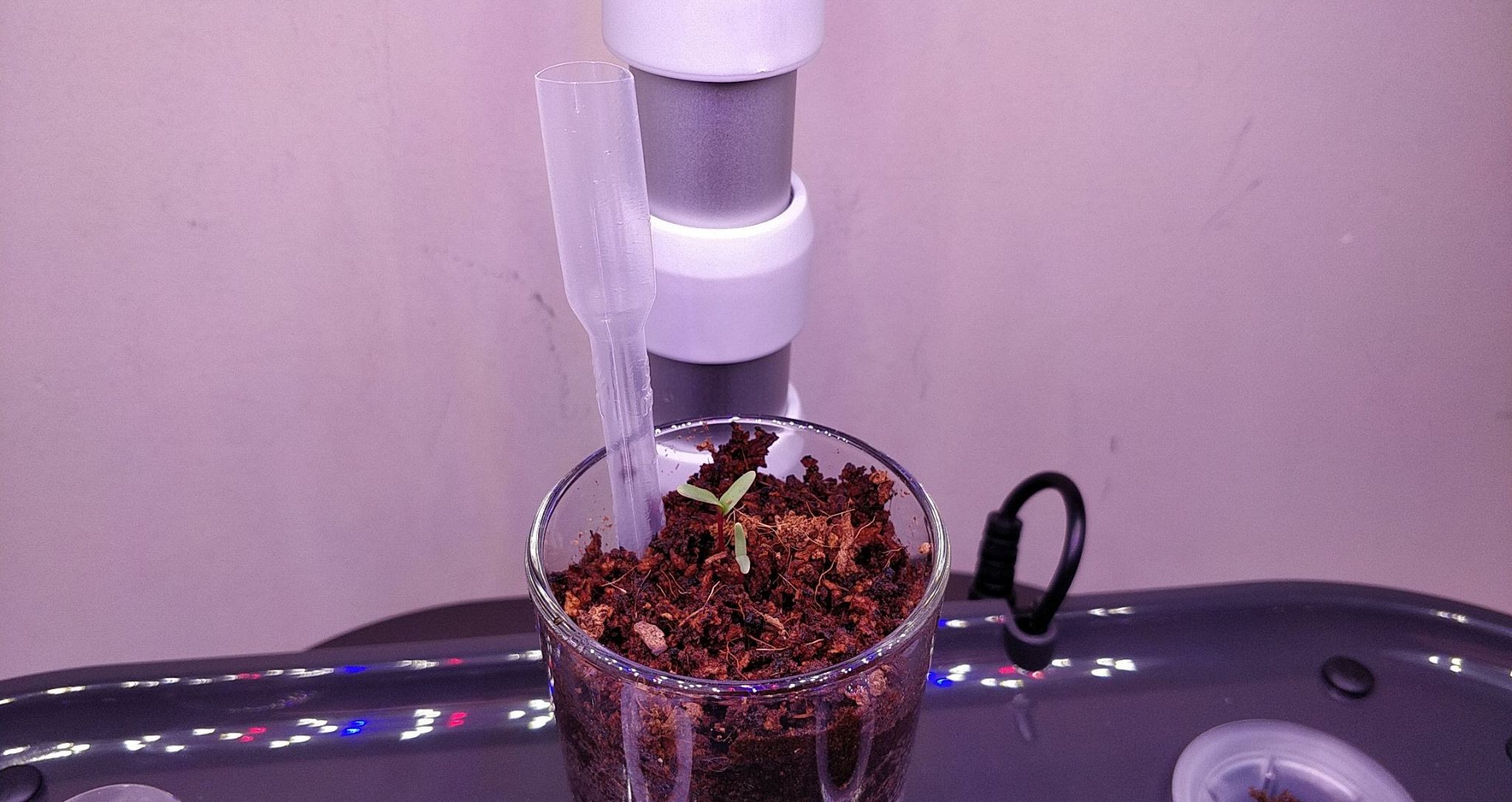Update #2: Here's the beet (left) and swiss chard (right) seedlings:The beet wasn't something I originally planted in here …
